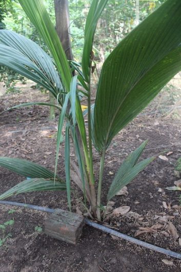 Irrigação de coqueiro no quintal agroflorestal com água de reuso.