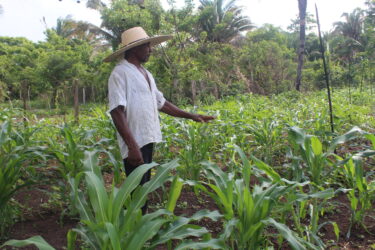 Intercâmbio de sementes crioulas é fonte de esperança da conservação de variedades